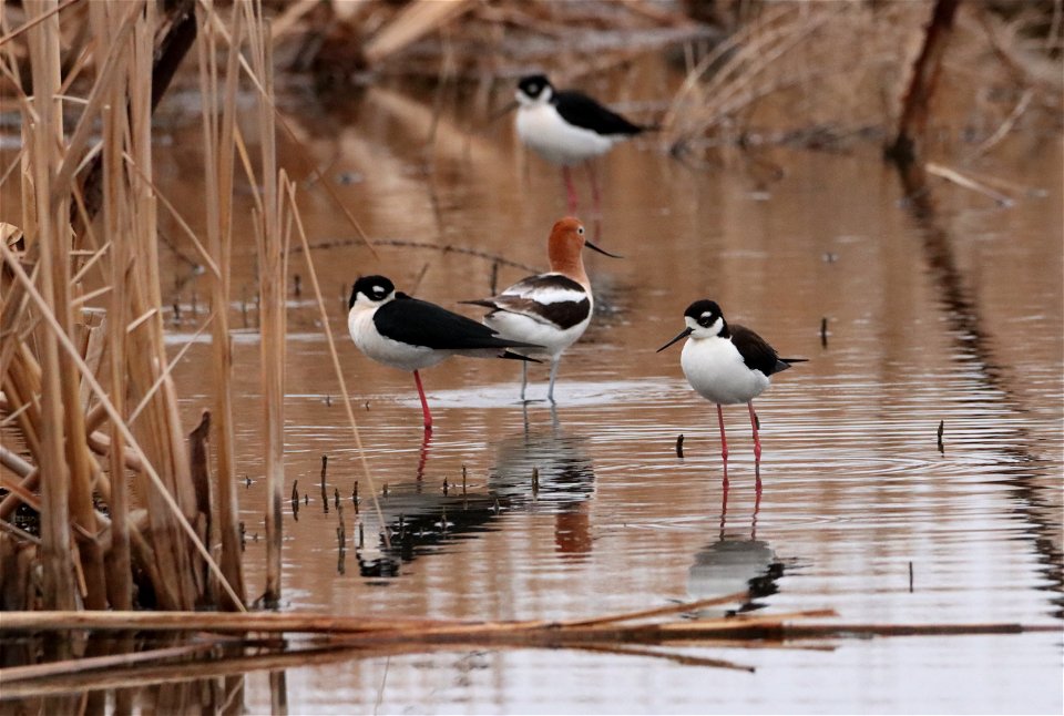 Black-Necked Stilts and American Avocets Huron Wetland Management District South Dakota
