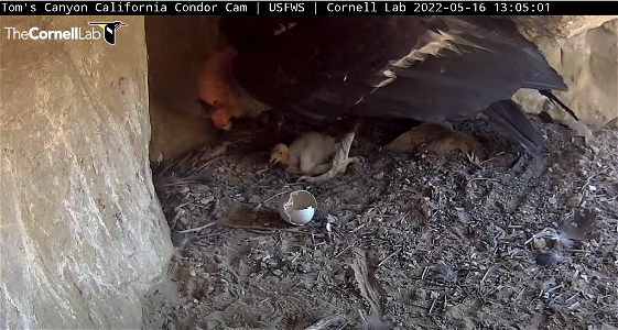Male Condor and Chick photo
