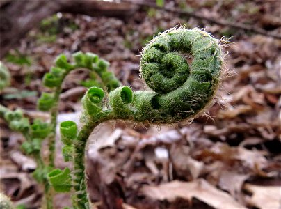 Fiddlehead photo