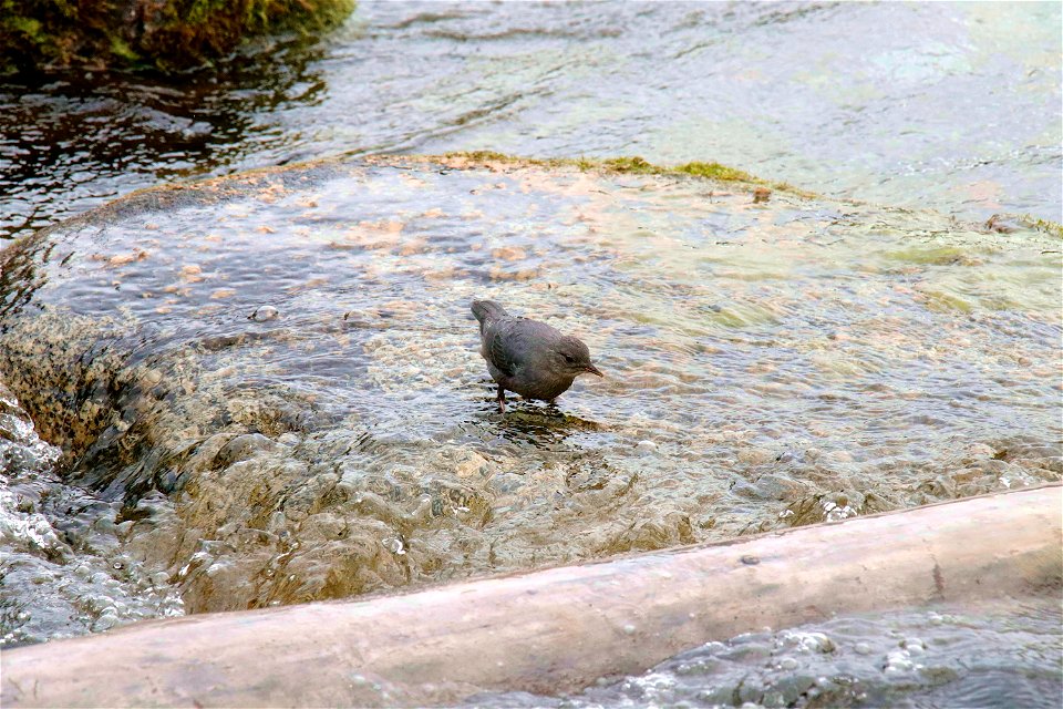 American Dipper