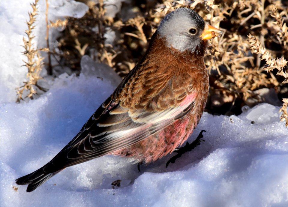 Gray-crowned rosy-finch at Seedskadee National Wildlife Refuge