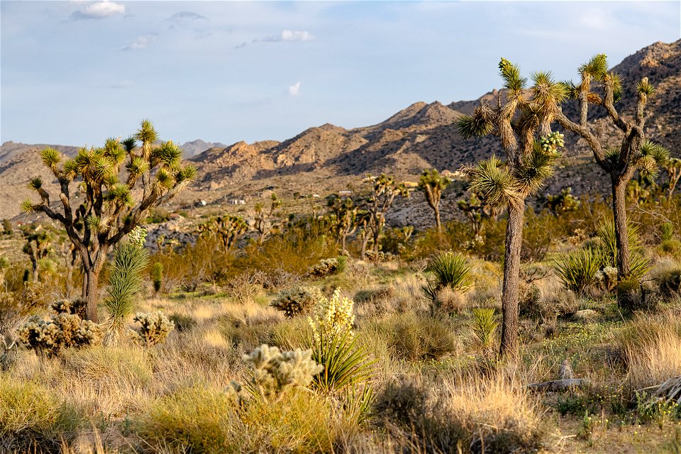 Sunset over a desert landscape photo