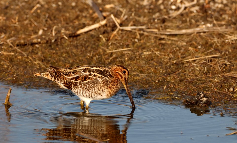 Wilson's Snipe Huron Wetland Management District