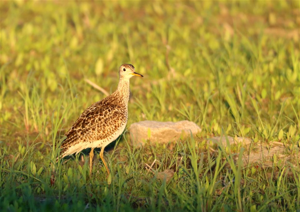 Upland Sandpiper Tewaukon National Wildlife Refuge