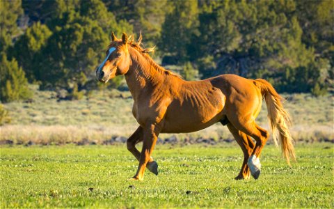 Wild Horses on the Buckhorn Byway