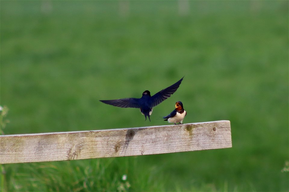 swallows_03 photo