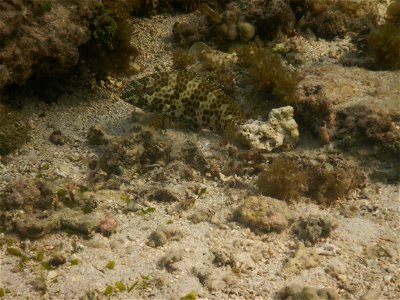 Epinephelus merra 2