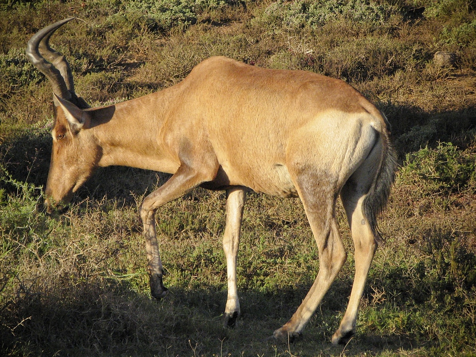 Animals gazelle savannah