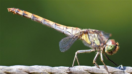 Sympetrum striolatum (Große Heidelibelle) - Männchen, noch nicht ausgefärbt