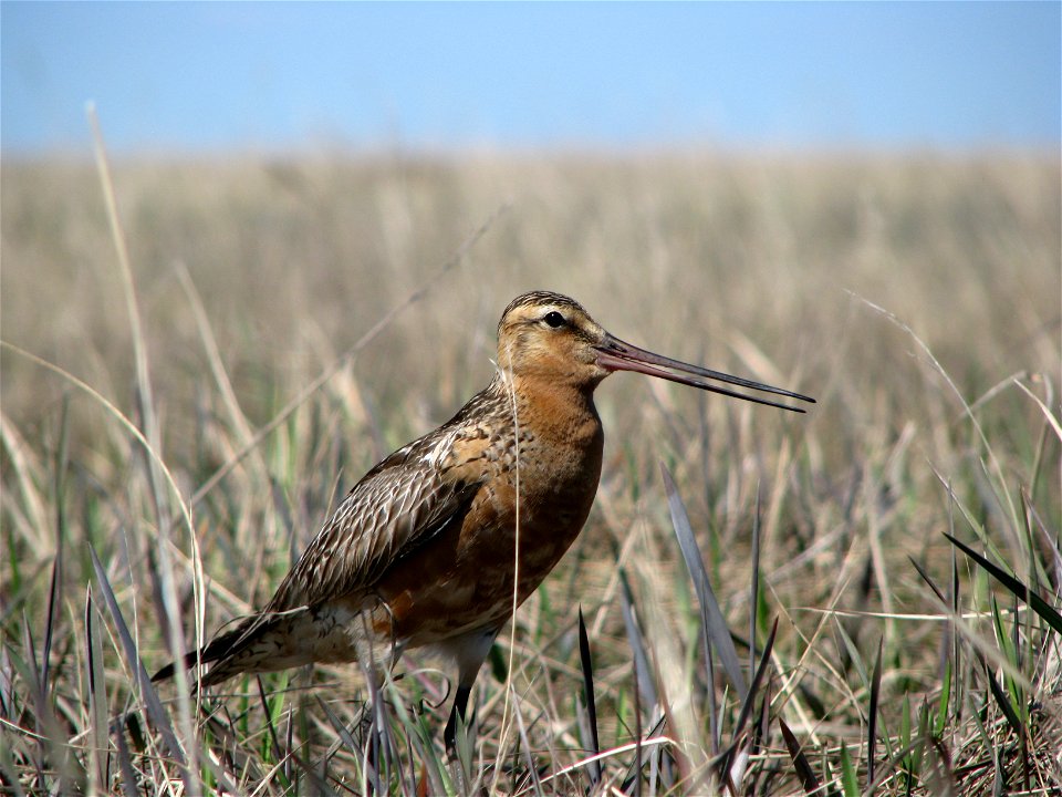 Male Godwit strutting his stuff photo