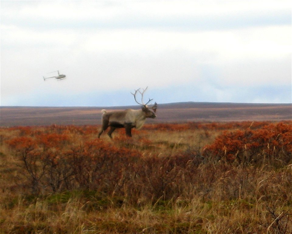 Caribou Survey photo