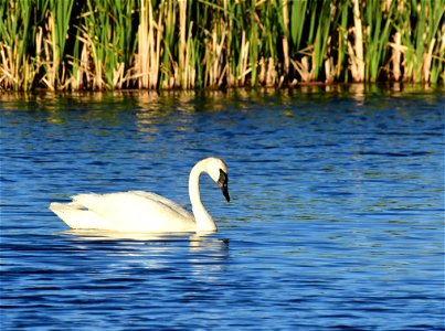 Trumpeter swan at Seedskadee National Wildlife Refuge