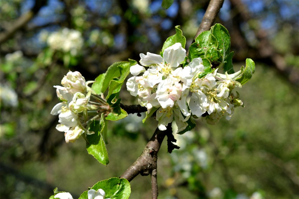Spring ,April 2023