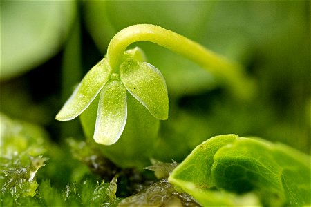 Viola macloskeyi pallens