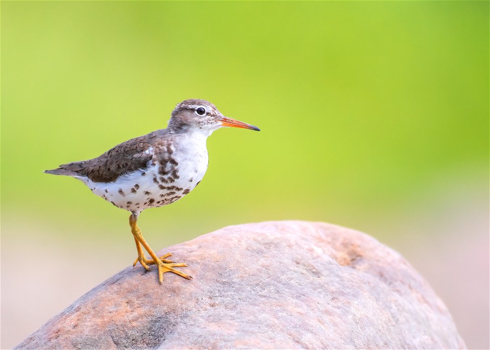 Spotted sandpiper