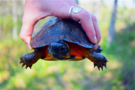 Holding Wood Turtle photo