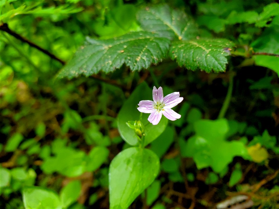 Candy Flower aka Siberian Miner's Lettuce, Mt. Baker-Snoqualmie National Forest. Photo by Anne Vassar May 17, 2021.