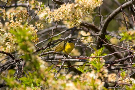 Yellow-breasted Chat