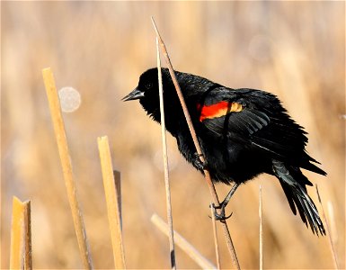 Red-winged blackbird at Seedskadee National Wildlife Refuge photo