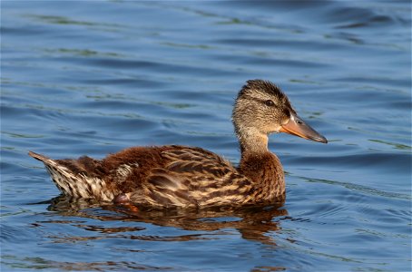 Mallard Duckling Huron Wetland Management District South Dakota