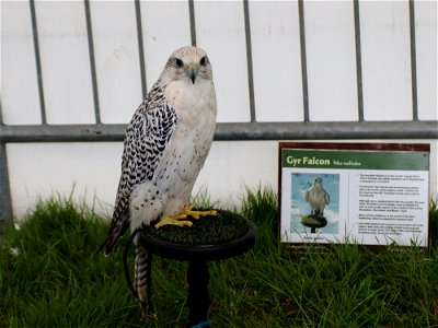 Gyr Falcon photo