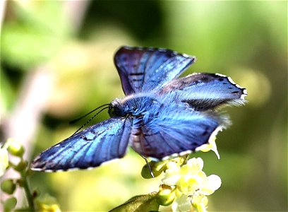METALMARK, BLUE (Lasaia sula) (12-08-22) resaca de la palma, brownsville, cameron co, tx -03
