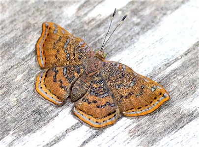 METALMARK, RED-BORDERED (caria ino) (02-07-2023) bentsen rio grande sp, hidalgo co, tx -01