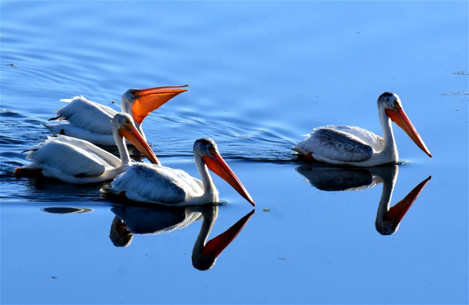 American white pelican at Seedskadee National Wildlife Refuge