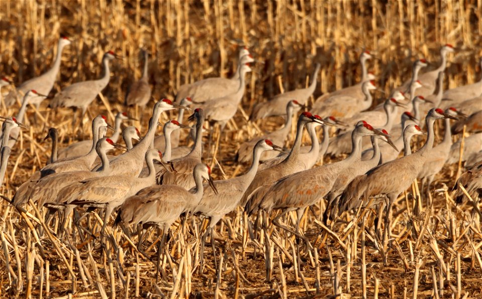Sandhill Cranes Huron Wetland Management District South Dakota
