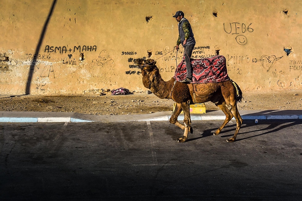Animal camel people