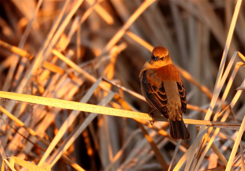 Rusty Blackbird Huron Wetland Management District South Dakota photo