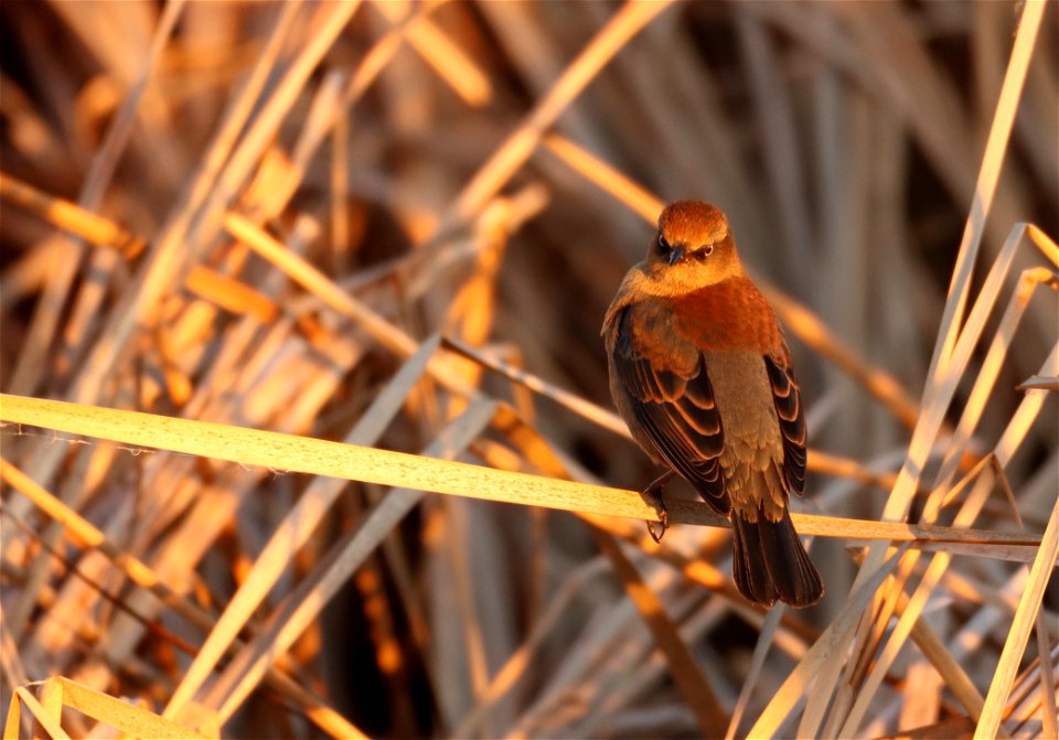 Rusty Blackbird Huron Wetland Management District South Dakota