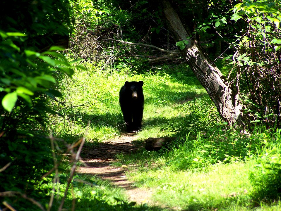 Black Bear Trail photo
