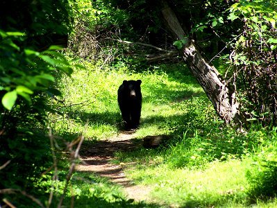 Black Bear Trail photo