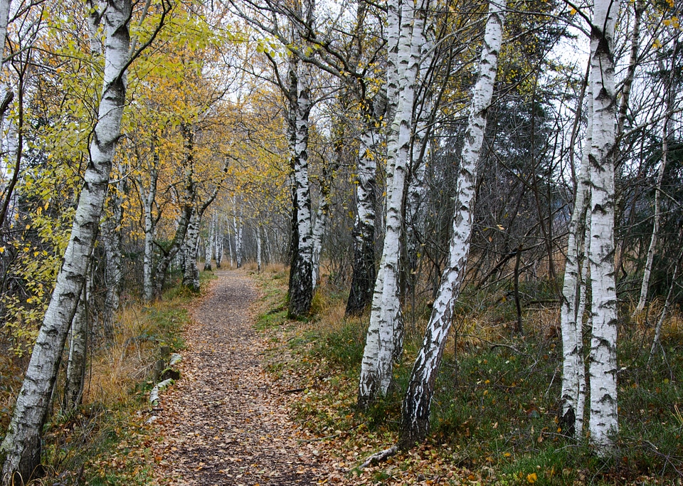 Hiking trail forest