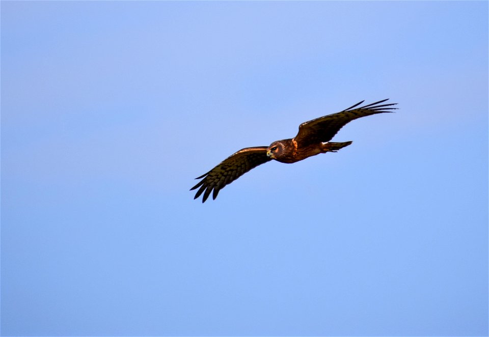 Northern Harrier on Neilson WPA Lake Andes Wetland Management District South Dakota