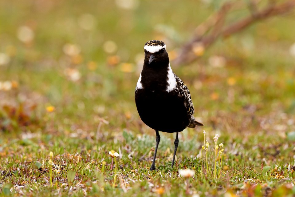 American golden plover on Arctic coastal plain nesting grounds. photo