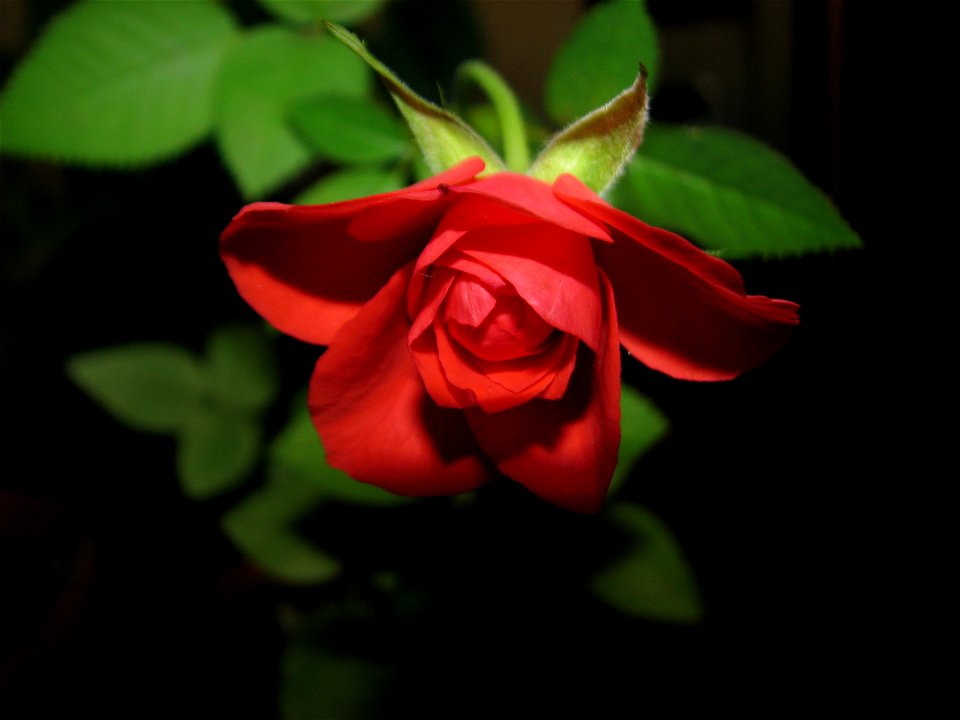 trandafrosumic-2012_0413_083447