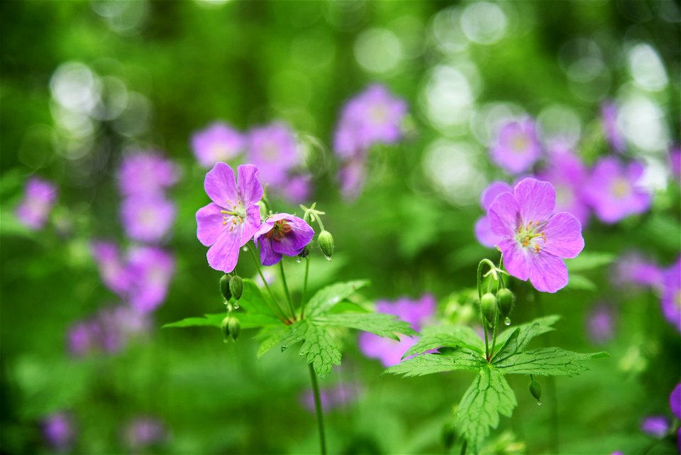 Wild geranium