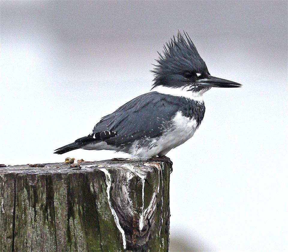 518 - BELTED KINGFISHER (10-29-2021) cresent city, del norte co, ca -01