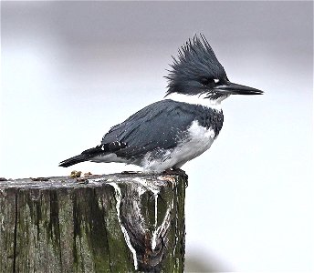 518 - BELTED KINGFISHER (10-29-2021) cresent city, del norte co, ca -01