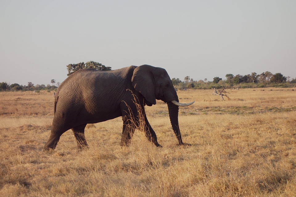 Animal elephant landscape
