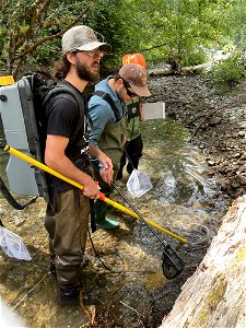 07162021-FS-GPNF- Fish biologists & land managers worked together to carefully capture, count and remove fish from the project area and place them downstream.