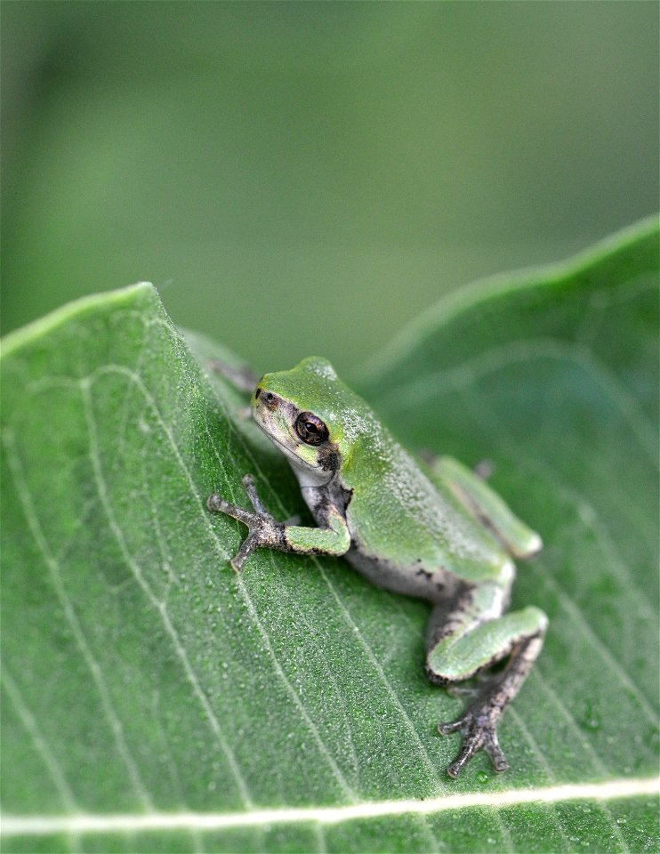 Eastern Gray Treefrog at Horicon National Wildlife Refuge