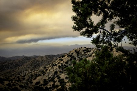 A pinyon pine against a sky filled with smoke from the Apple Fire