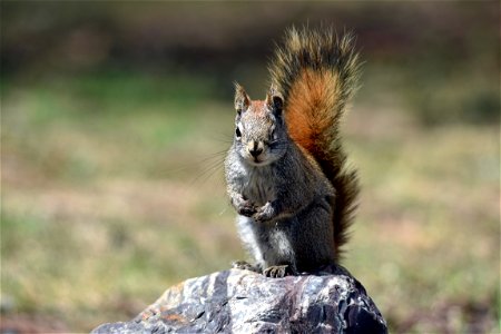 One-eyed red squirrel photo