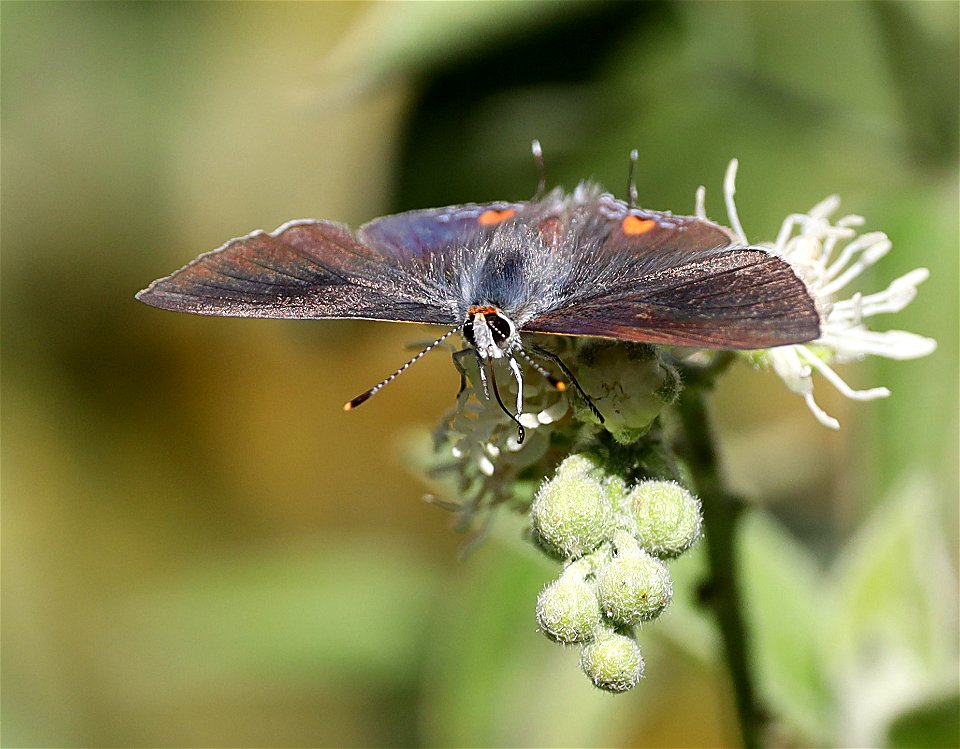 HAIRSTREAK, GRAY (Strymon melinus) (1-14-2022) male, national butterfly center, mission, hidalgo co, tx -02