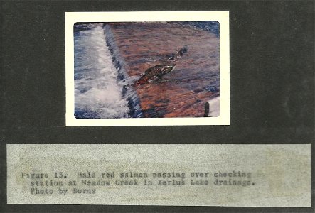 (1964) Red Salmon at Meadow Creek photo
