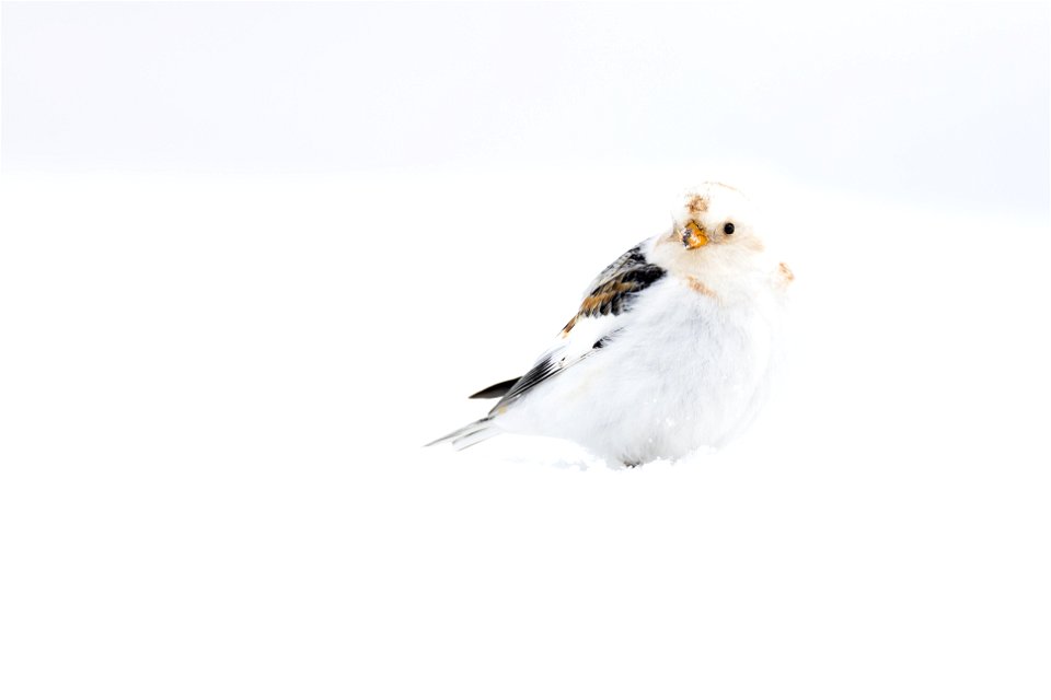 Snow bunting in the snow