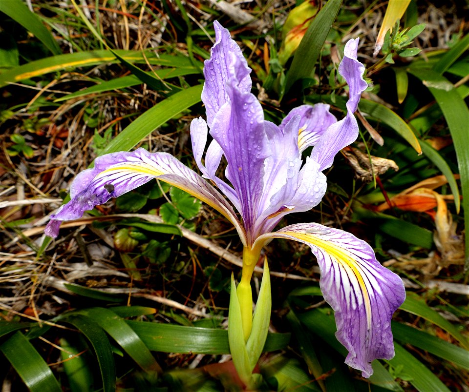 Iris, sp (07-02-2022) point st george, del norte co, cxa -02